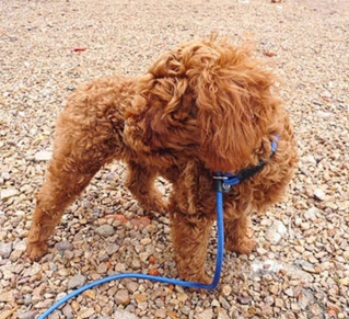 PuppyTrainingFastTrack Training Slip Leash®️ - (As Seen In The Fast Track System) - FREE